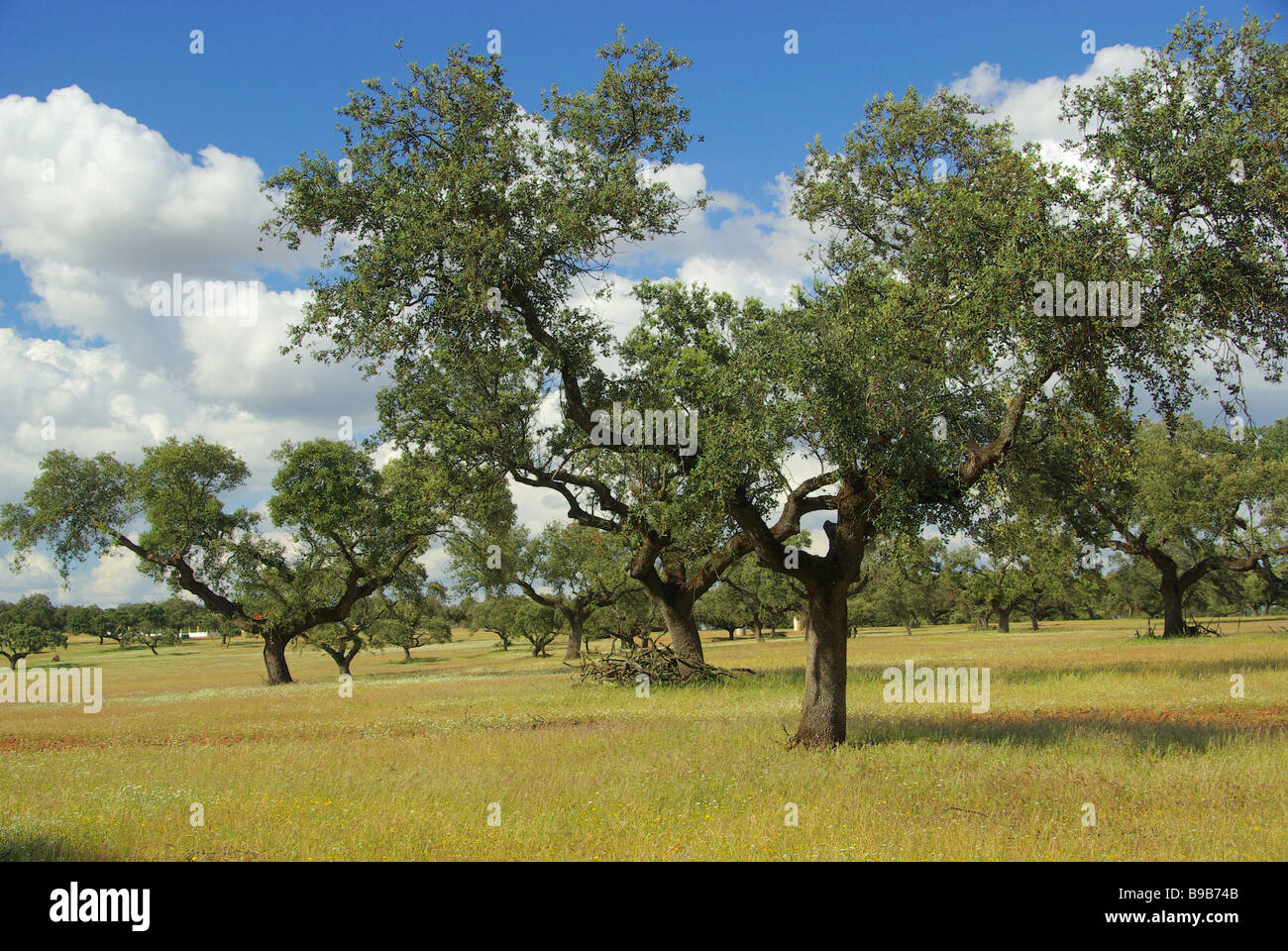 Dehesa 24 Foto Stock