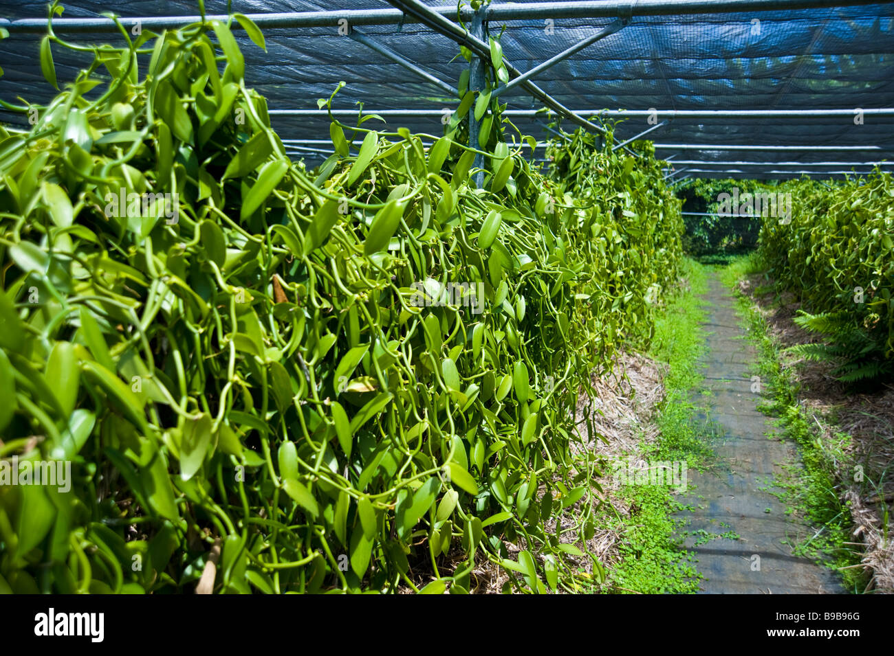 Vaniglia Bourbon su pianta a fattoria di vaniglia La Réunion Francia | Vanille Schoten am Strauch Pflanze Foto Stock