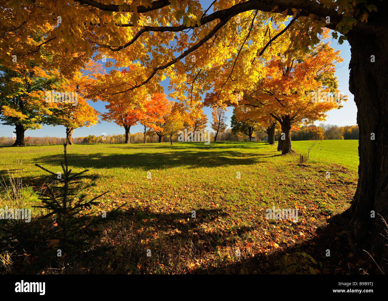 I brillanti colori autunnali degli alberi di acero in Ontario meridionale Foto Stock