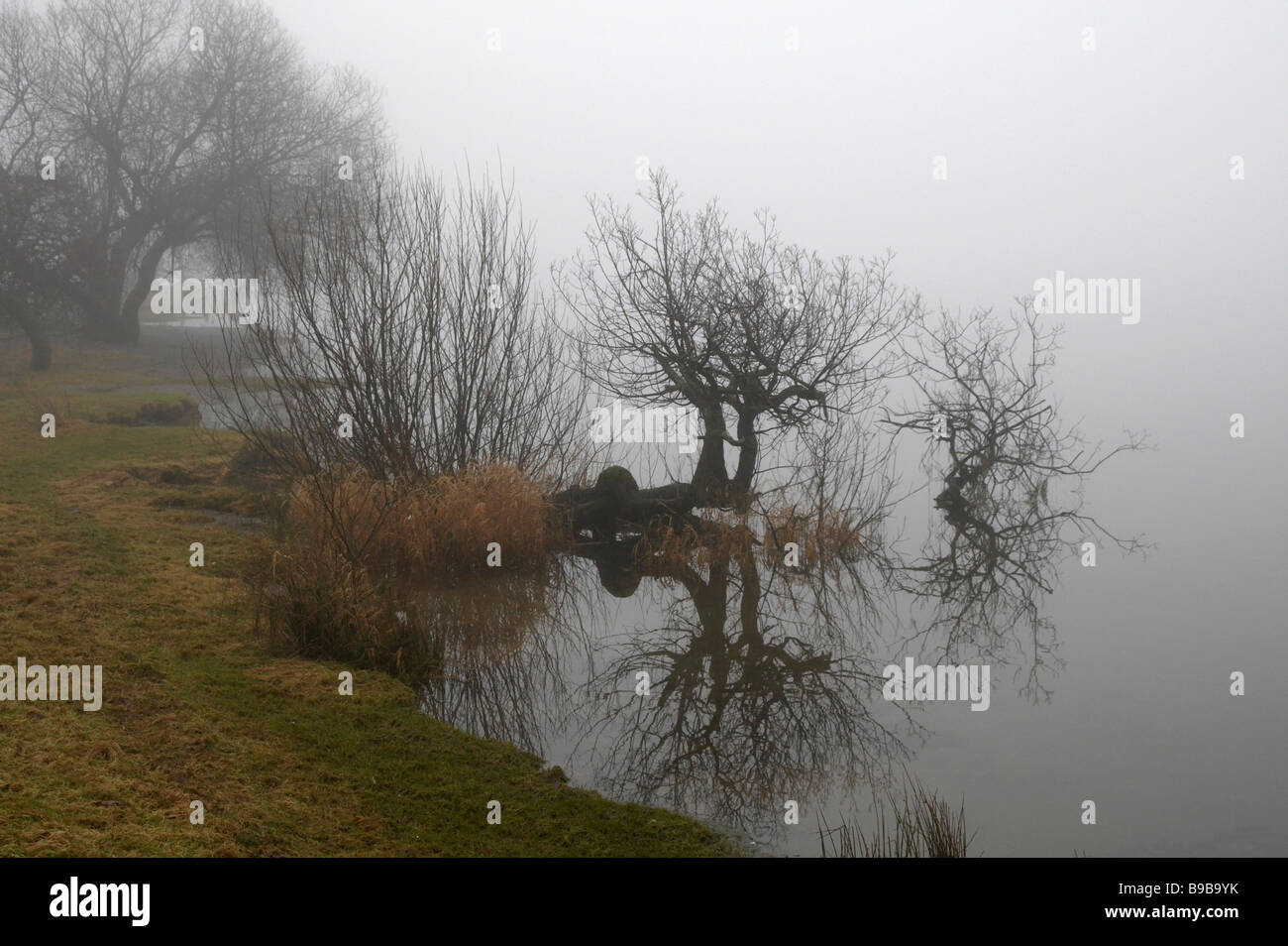 Alberi riflessa in Ullswater su un nebbioso giorno inverni Foto Stock