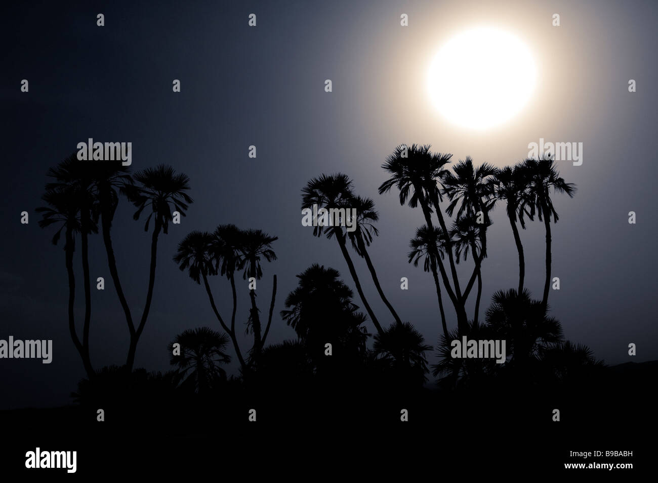 Haze filtrata Sun aleggiano sopra Doum Palms Foto Stock