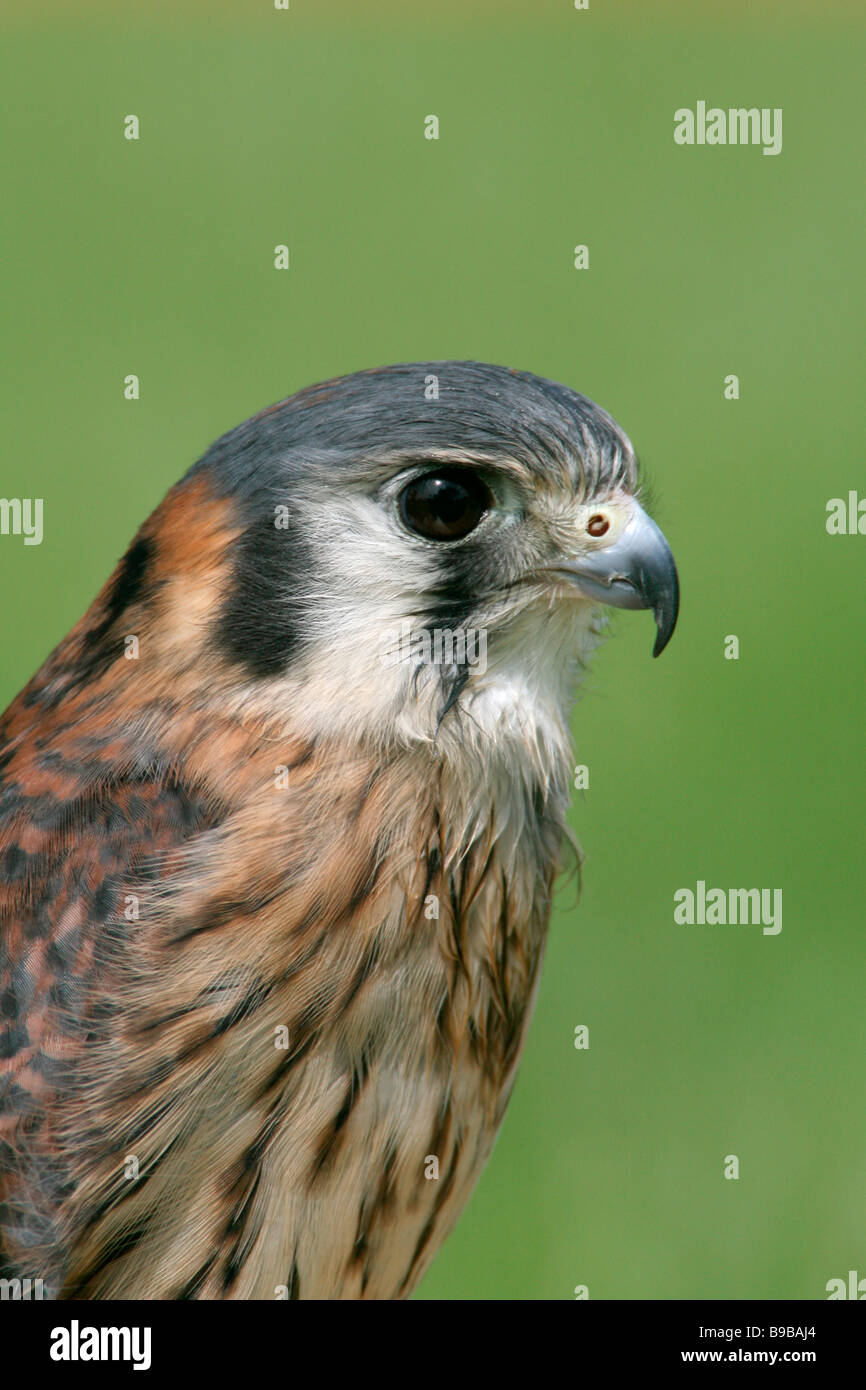 American Gheppio Captive - Verticale Foto Stock