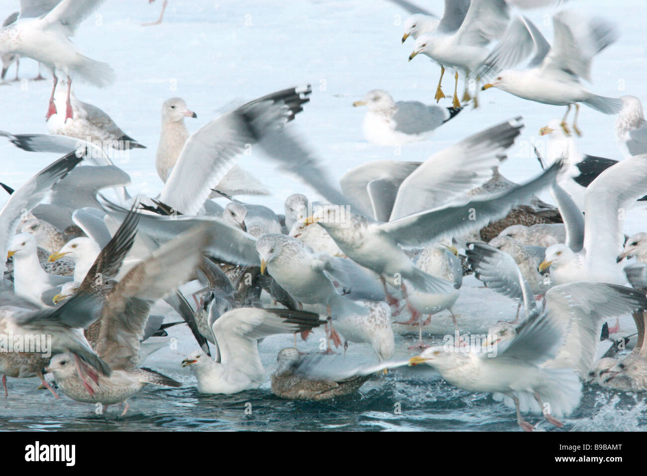 Gull gregge aringhe fatturate ad anello superiore nero supportato Foto Stock