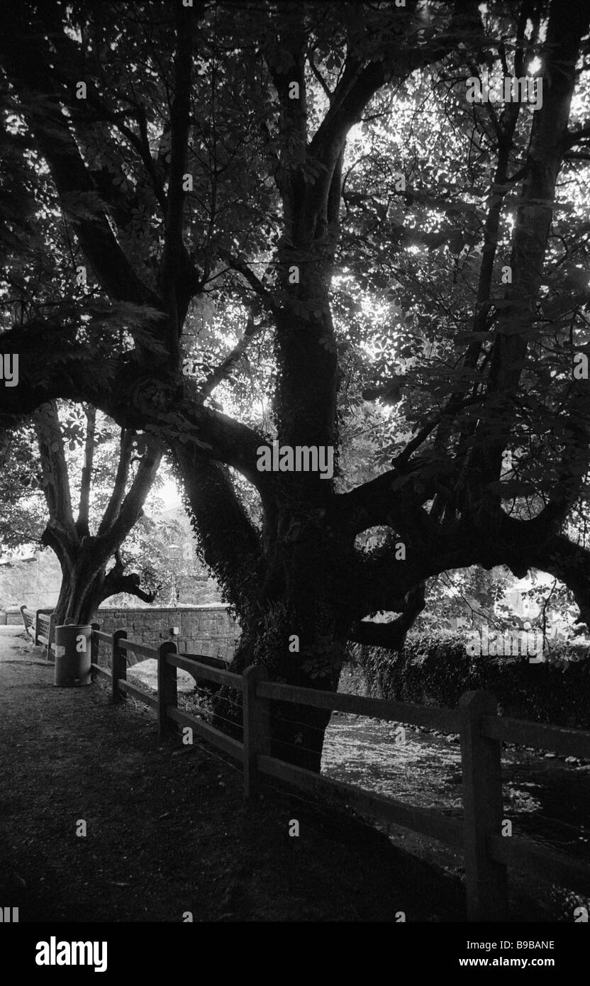 Albero che incombe su Stream, Rosra, Irlanda Foto Stock