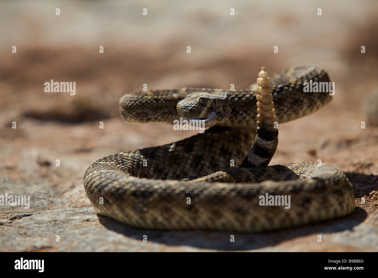 Un western diamondback rattlesnake prendere il sole su una roccia nel West Texas deserto si prepara a colpire Foto Stock