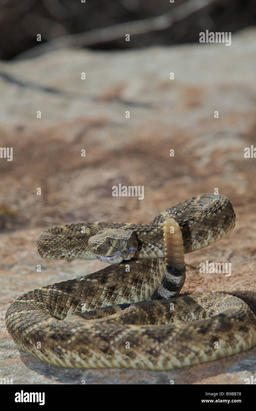 Un western diamondback rattlesnake prendere il sole su una roccia nel West Texas deserto si prepara a colpire Foto Stock
