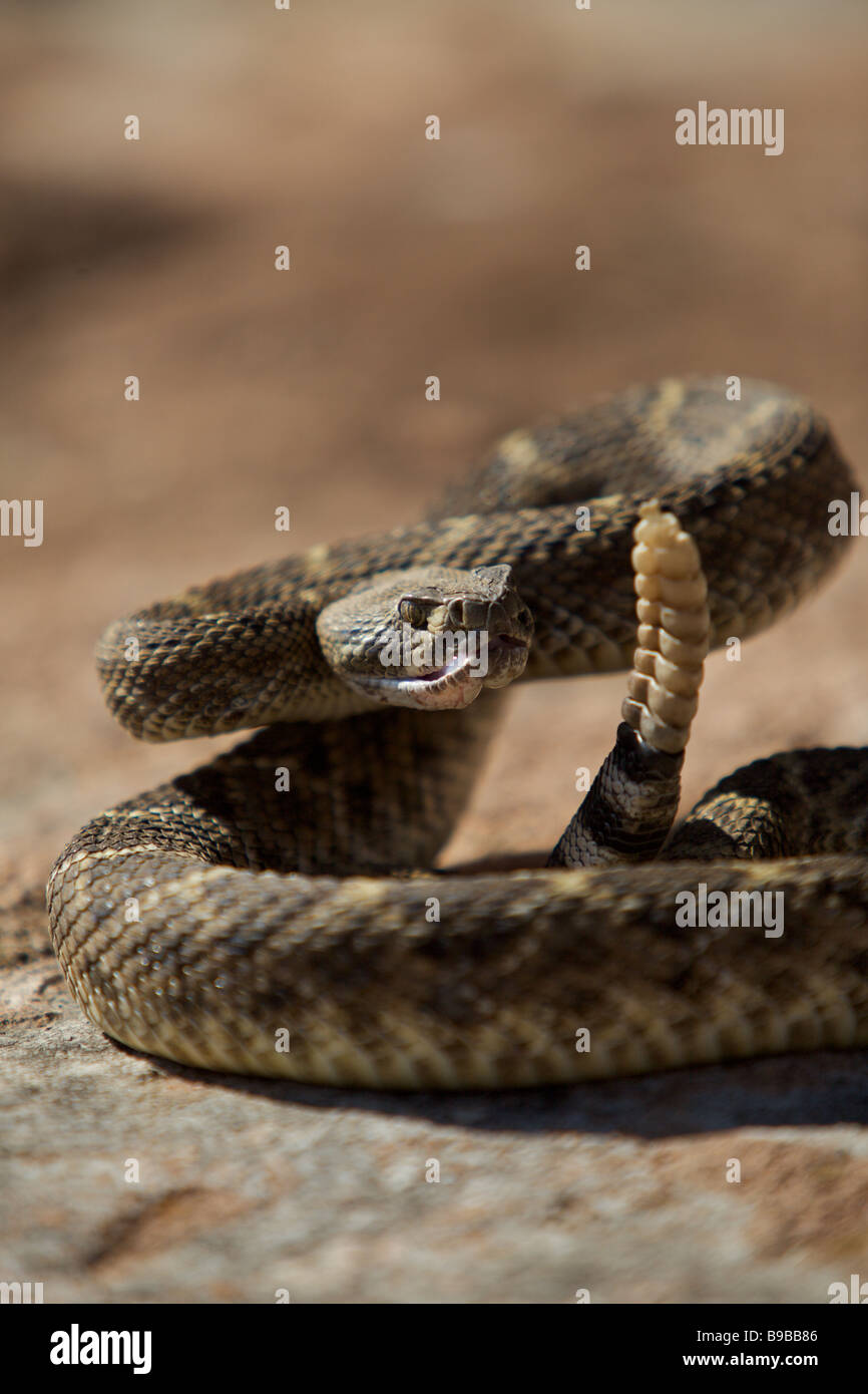 Un western diamondback rattlesnake prendere il sole su una roccia nel West Texas deserto si prepara a colpire Foto Stock