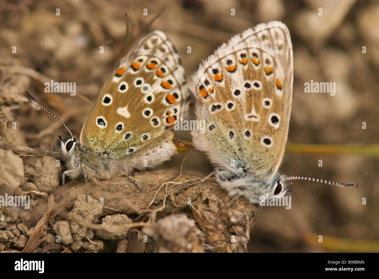 Adone di accoppiamento farfalle blu Foto Stock