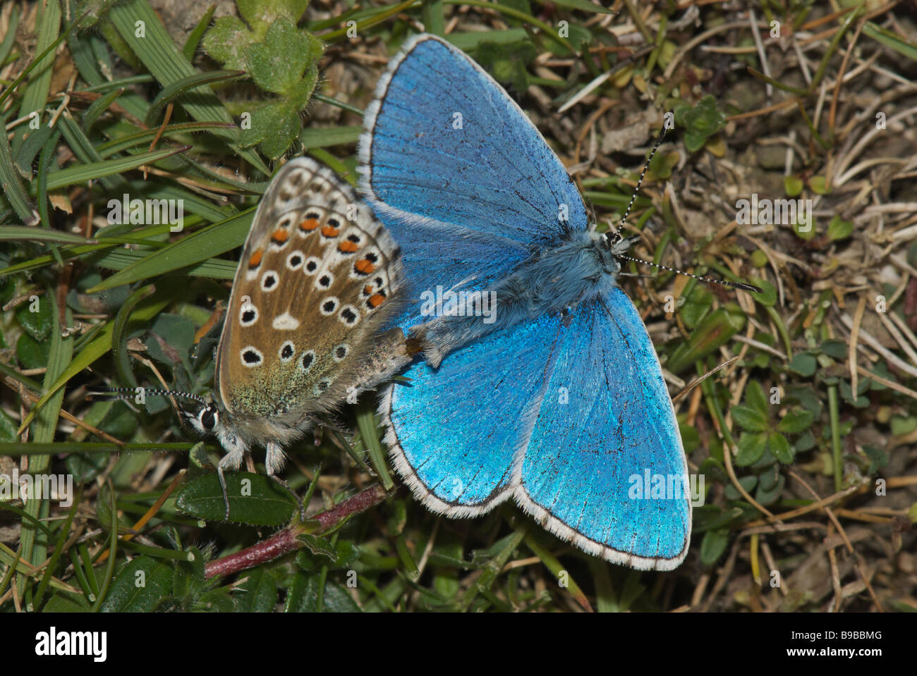 Adone di accoppiamento farfalle blu Foto Stock