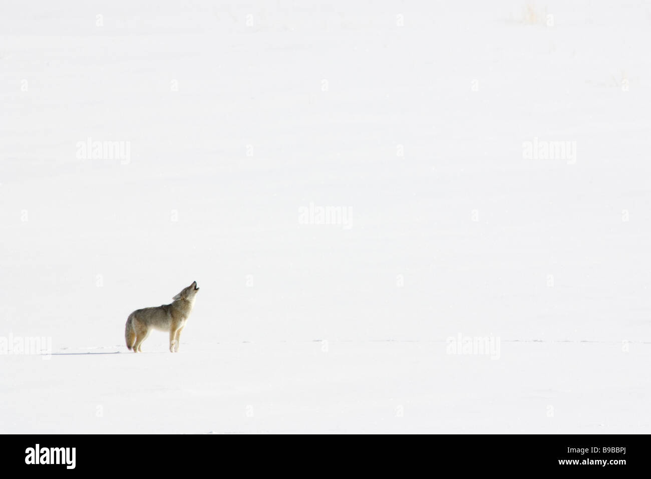 Coyote ululati Canis latrans Foto Stock