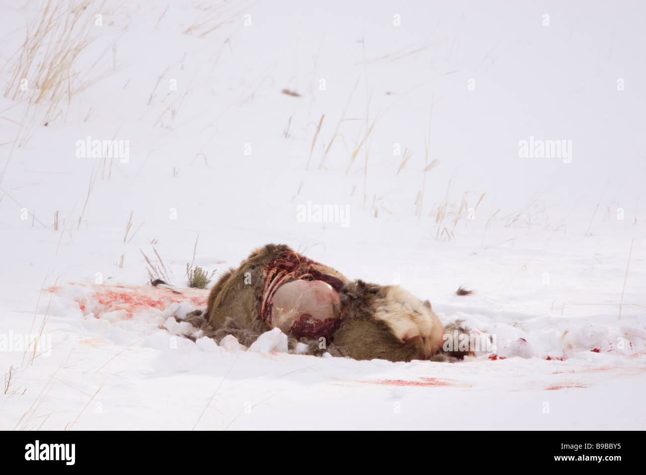 La carcassa di alci giace in Snow Wolf uccide parzialmente mangiata Foto Stock