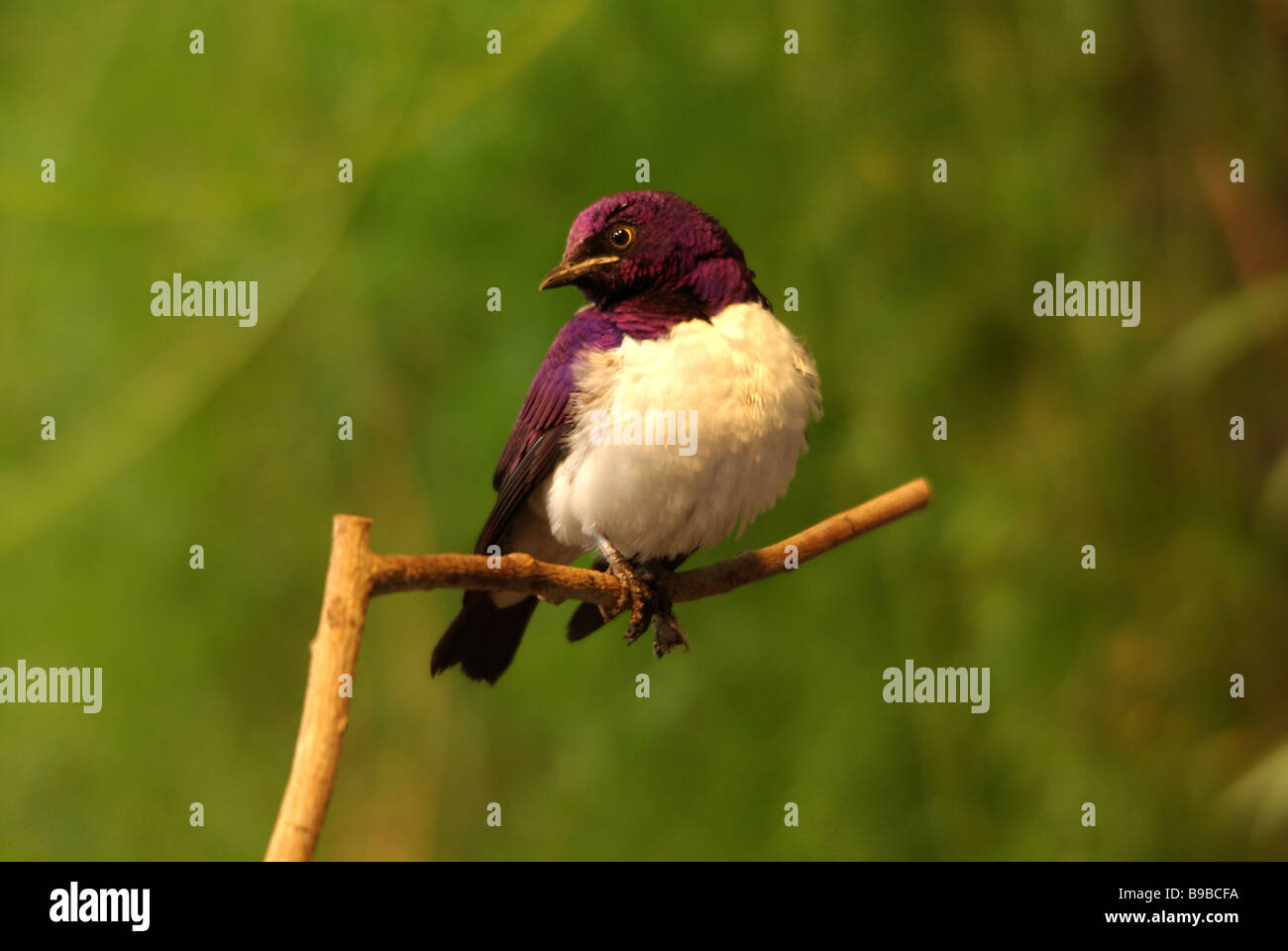 Ametista starling - Cinnyricinclus leucogaster Foto Stock