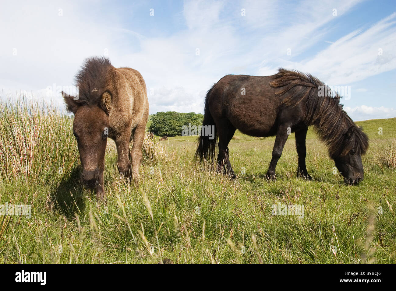 Cadde pony, semi pony selvatici che vivono sulle brughiere vicino a Caldbeck nel Lake District inglese. La madre e il puledro Foto Stock