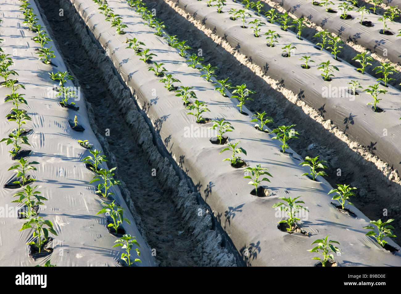 Giovani il peperone piantine piantati filari. Foto Stock