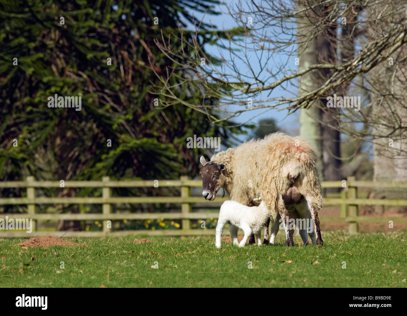 Pecore e agnelli lattante Devon West Country England Regno Unito Regno Unito GB Gran Bretagna Isole Britanniche Europa UE Foto Stock