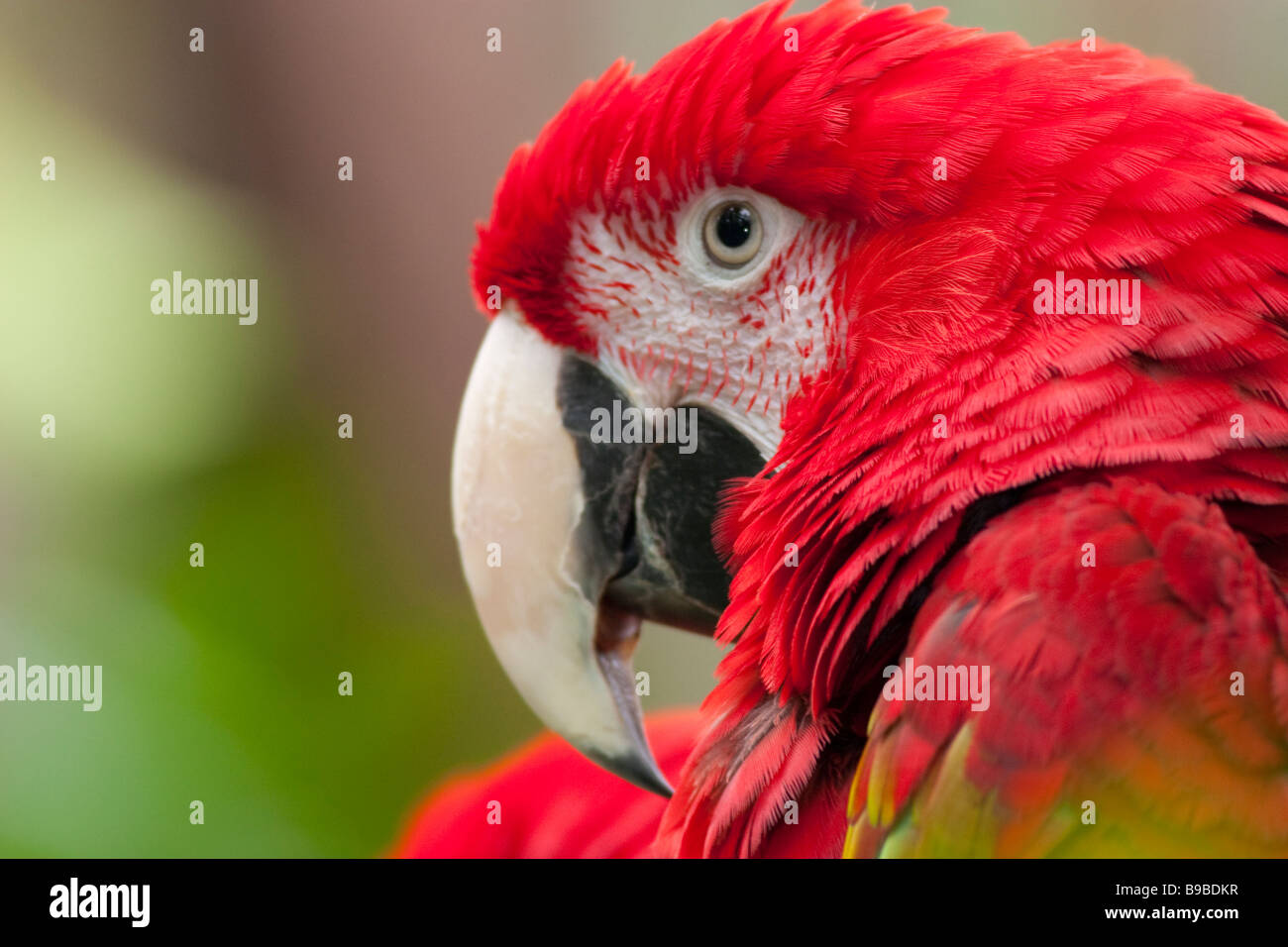 Rosso e verde MACAW (Ara chloroptera) nativa per le foreste pluviali del Sud America Foto Stock