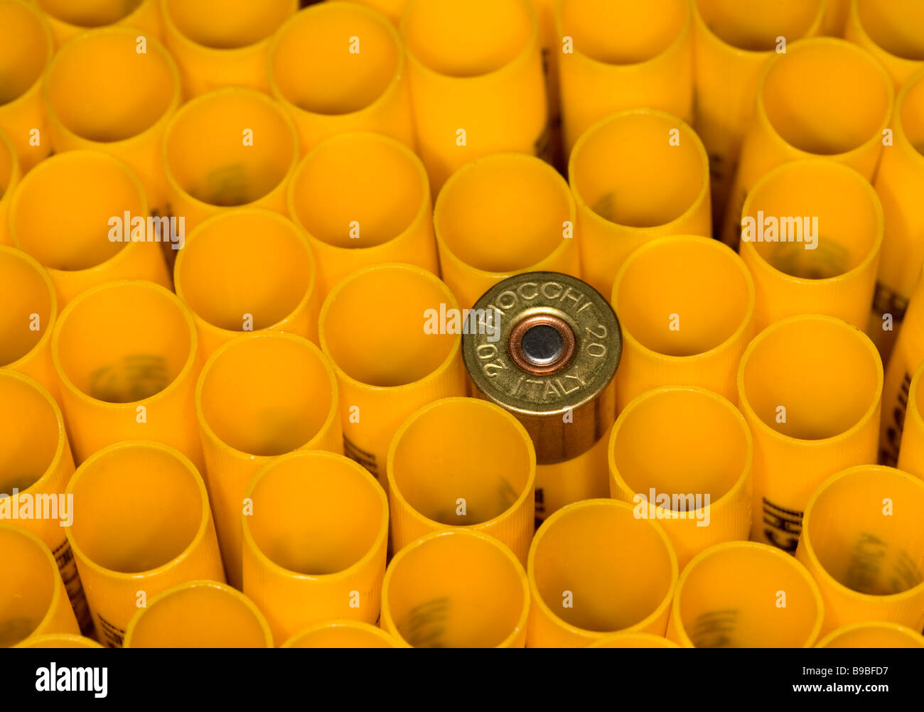 Un guscio completo siede tra fucile vuoti gusci. Foto Stock