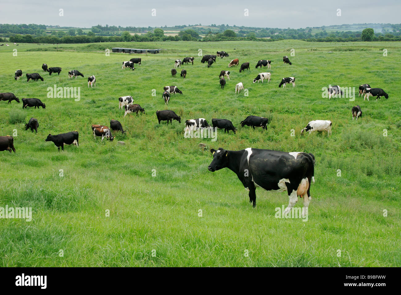 Il frisone Holstein vacche da latte di pascolare su lussureggianti e verdi pascoli Foto Stock