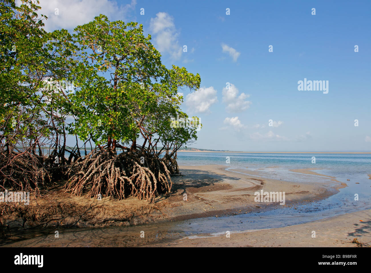 Alberi di mangrovie con la bassa marea, Vilanculos Coastal santuario, Mozambico, Sud Africa Foto Stock