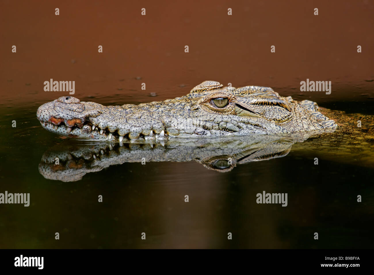 Ritratto di un coccodrillo del Nilo (Crocodylus niloticus) in acqua con la riflessione, Sud Africa Foto Stock