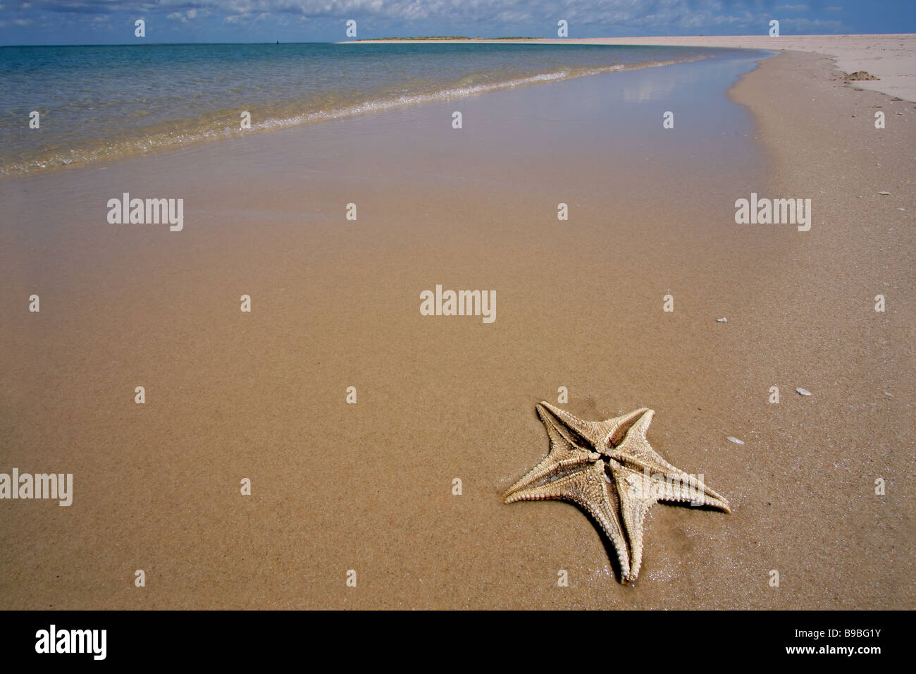 New Scenic 5 posti spiaggia tropicale con stelle marine in primo piano, Mozambico, Sud Africa Foto Stock