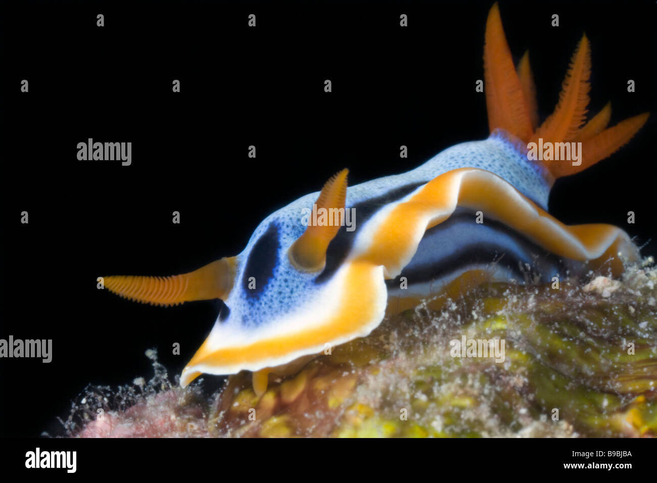 Questo chromodoris annae nudibranch o mare slug fa il suo modo attraverso il Barracuda Point reef vicino Sipadan Island in Malaysia. Foto Stock