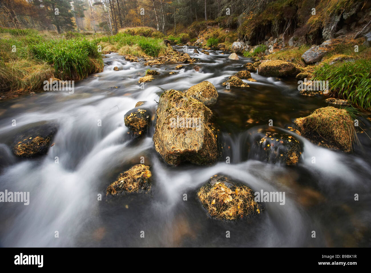 Flusso delle Highland Allt Ruadh e caduti aghi di larice in autunno Foto Stock