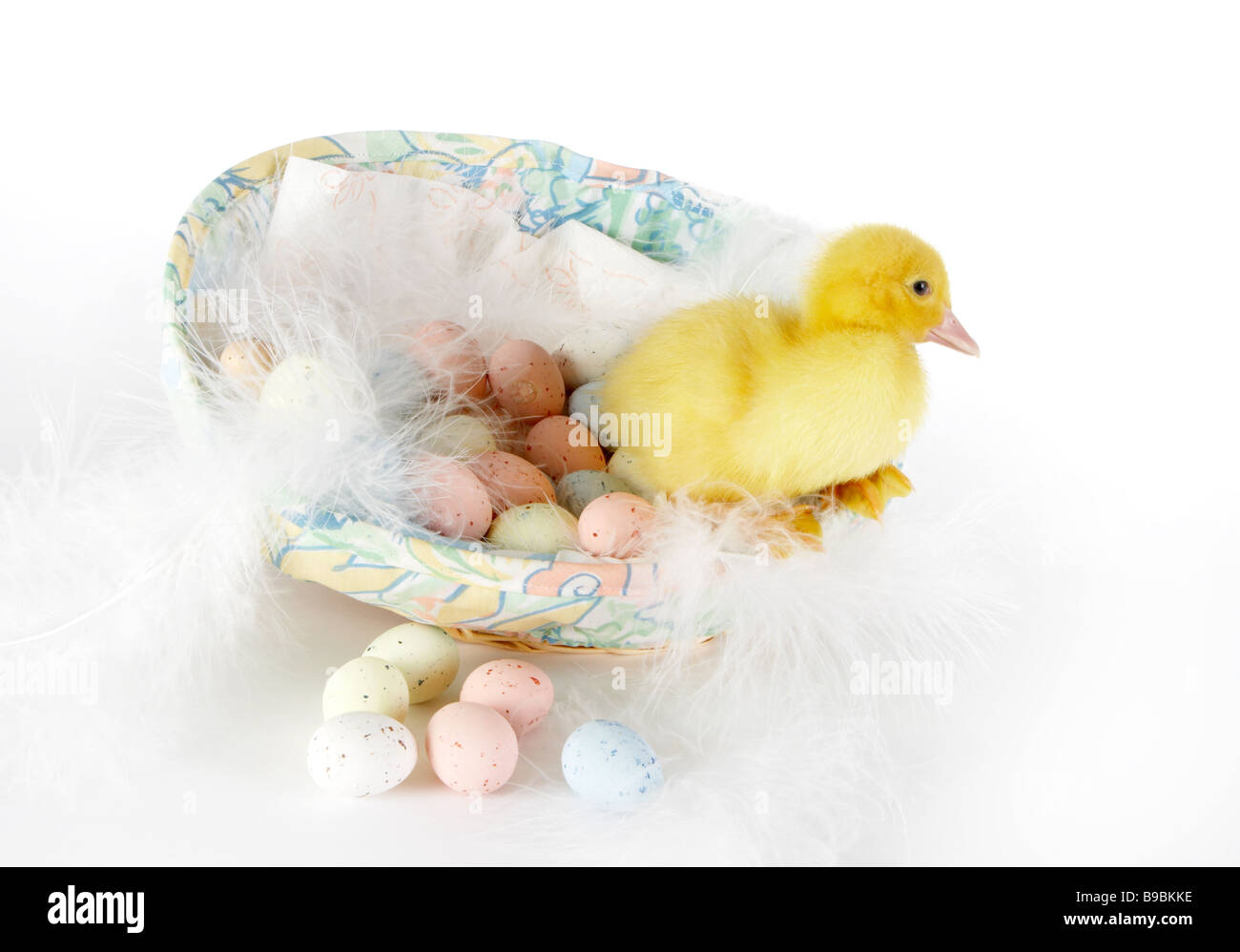 4 giorni Pasqua anatroccolo sul bordo di un cestino con uova di pasqua Foto Stock