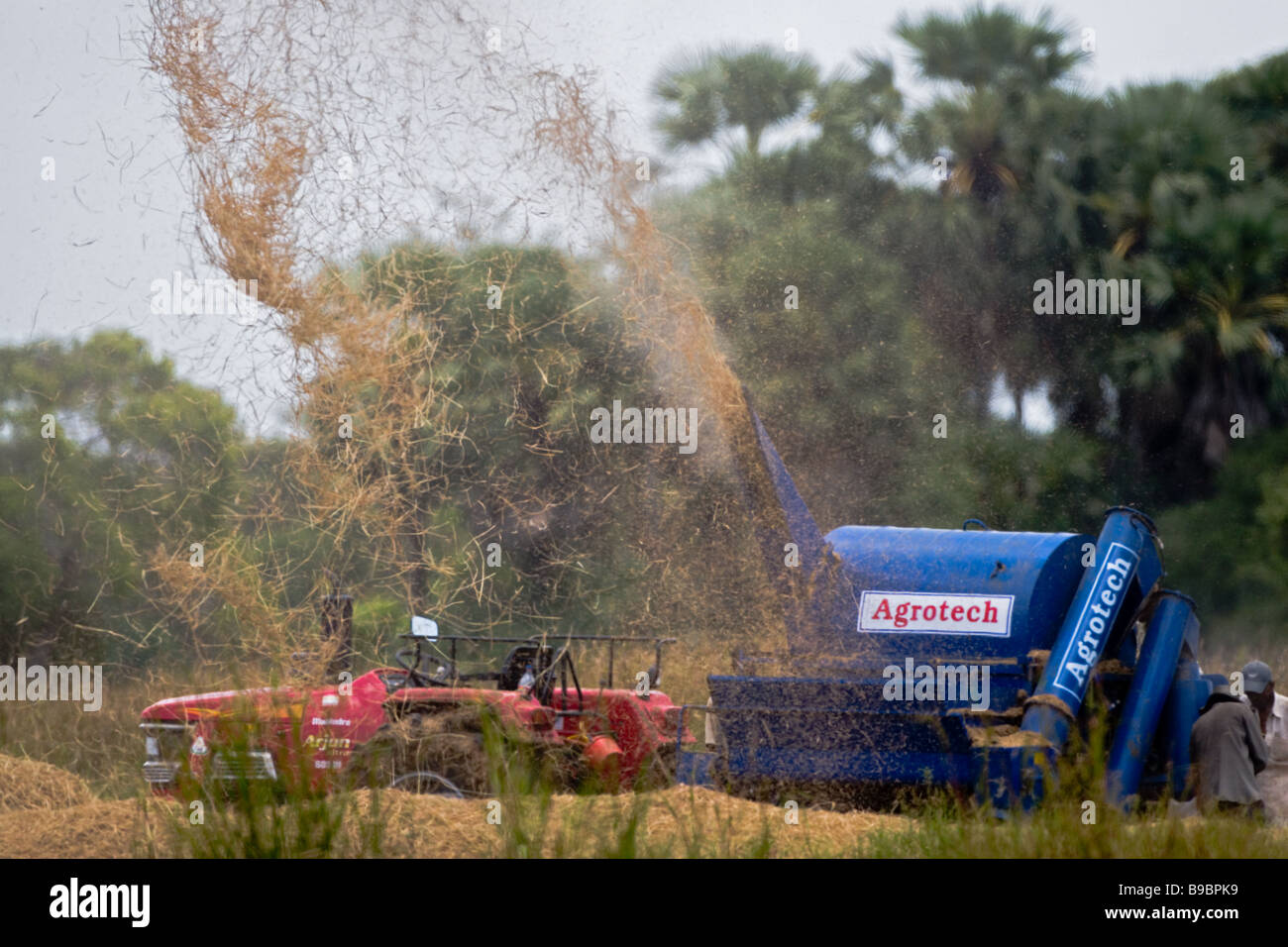 Trebbiatura meccanica di paddy utilizzando una trebbiatrice mobili in Sri Lanka come aumento di produttività. Foto Stock