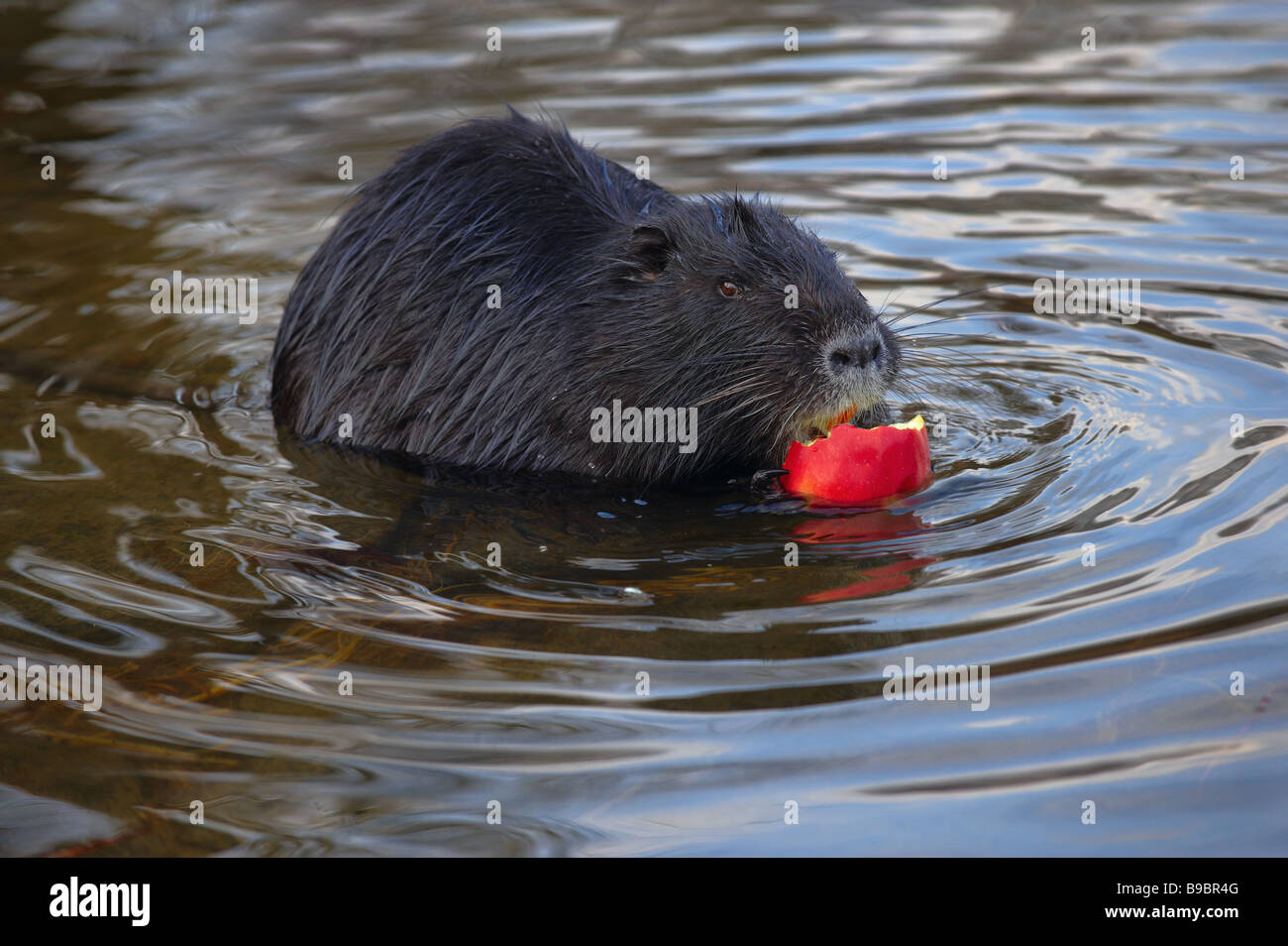 (Nutria myocastor coypus), river rat, Coypu mangiando un apple nel fiume. Prendere nella fauna selvatica. Foto Stock