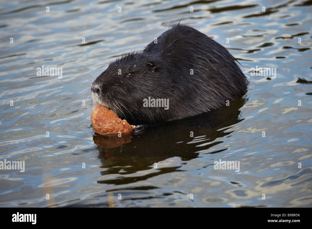 (Nutria myocastor coypus), river rat, Coypu mangiare un pane nel fiume. Prendere nella fauna selvatica. Foto Stock