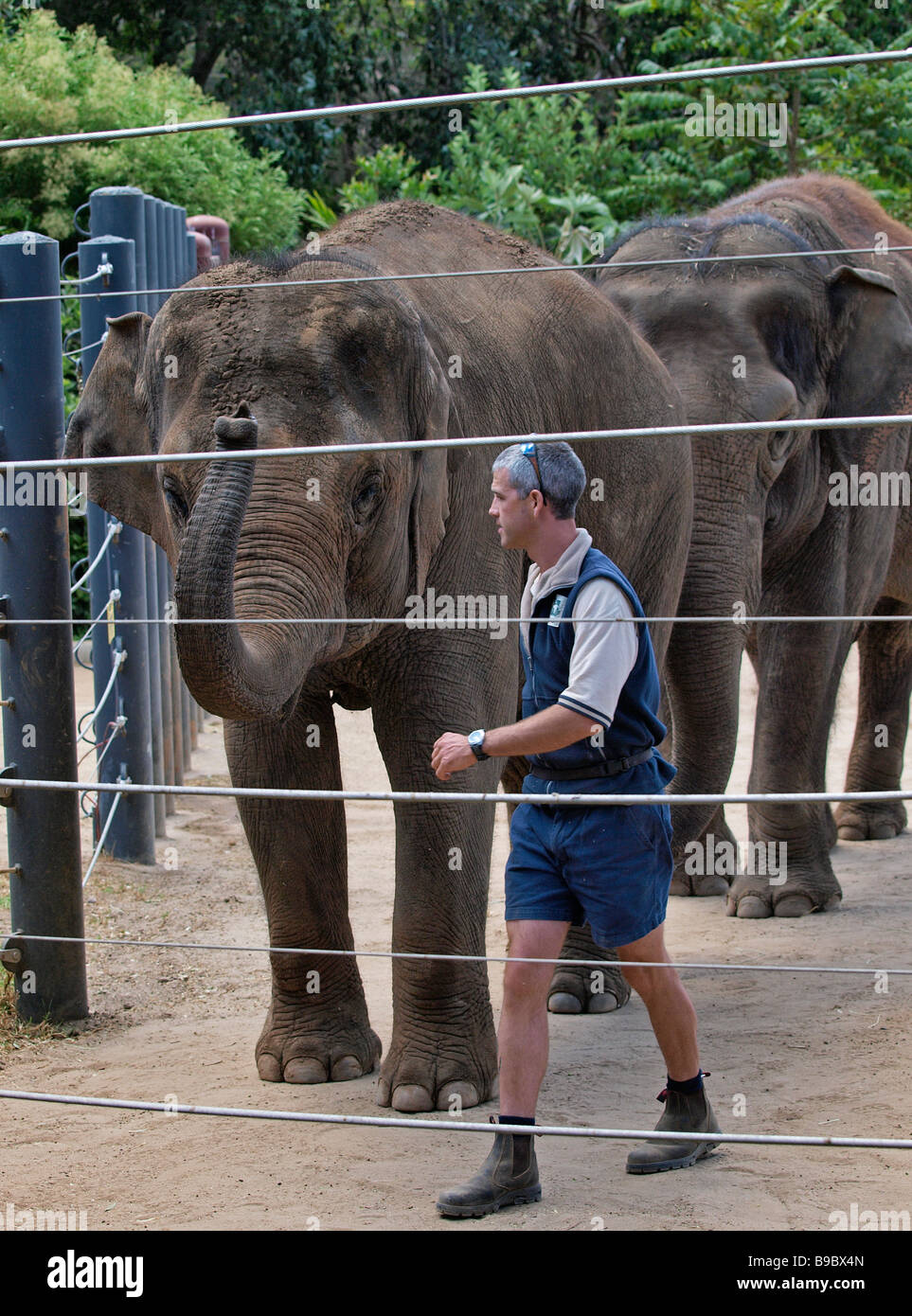 Il detentore di due elefanti indiani presso lo zoo di Melbourne Victoria Australia Foto Stock