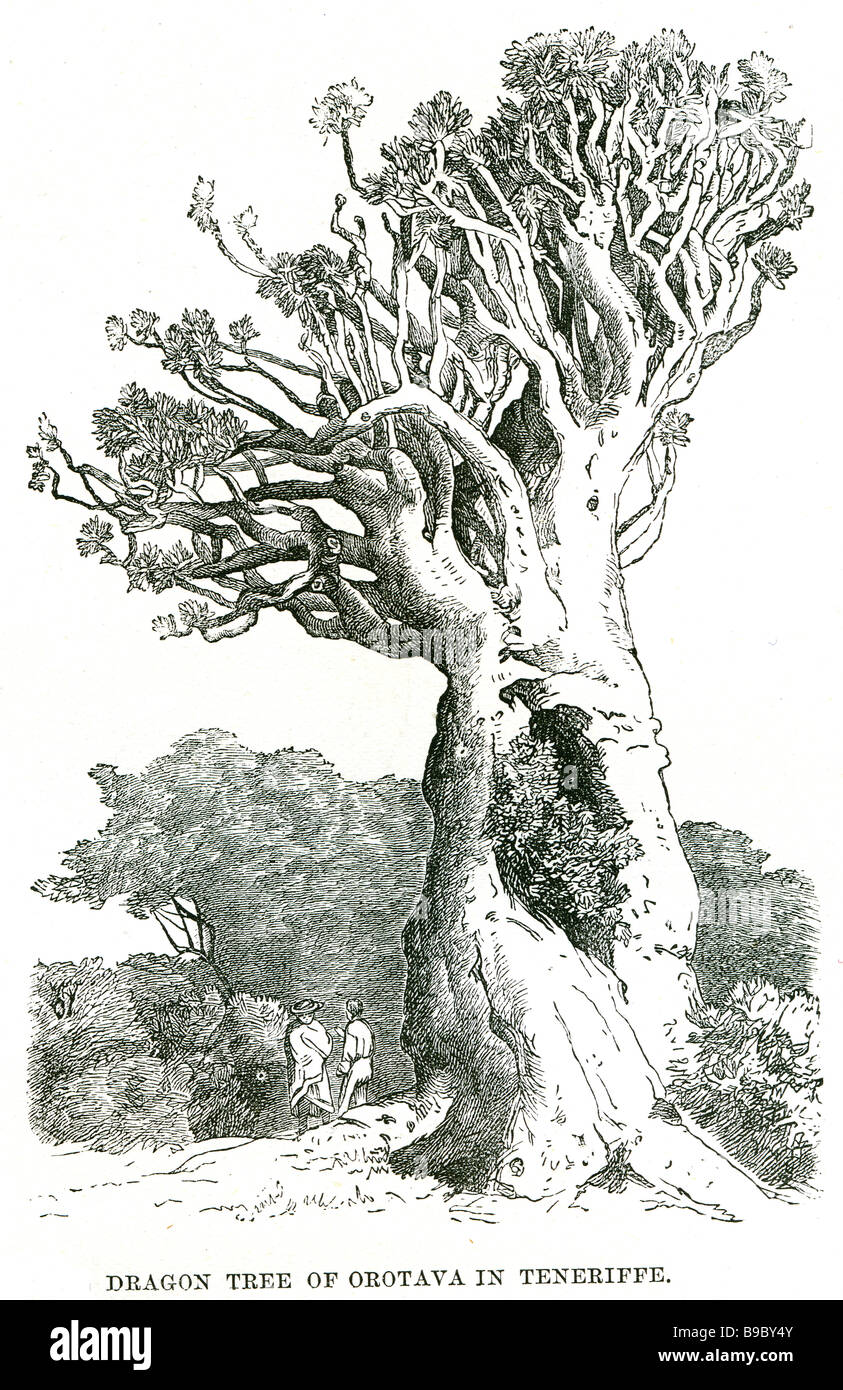 La colossale dragon tree di orotava in teneriffe Drago. (Del lat. draco, dragoon). Una struttura ad albero delle Canarie dalla famiglia del Liliáce Foto Stock