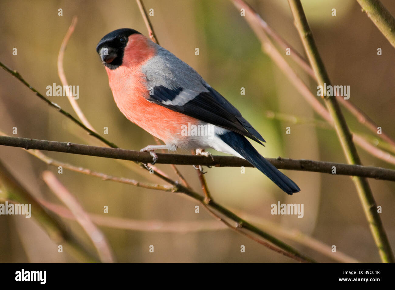 Bullfinch maschio (Pyrrhula pyrrhula) Foto Stock