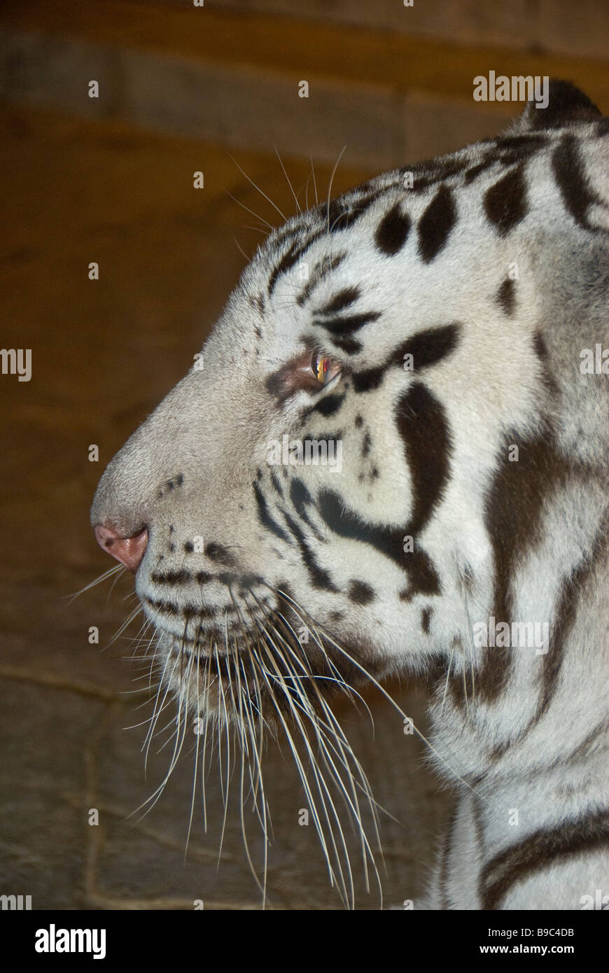 La tigre bianca ritratto del viso closeup animale selvatico Houston Downtown Aquarium Texas Foto Stock