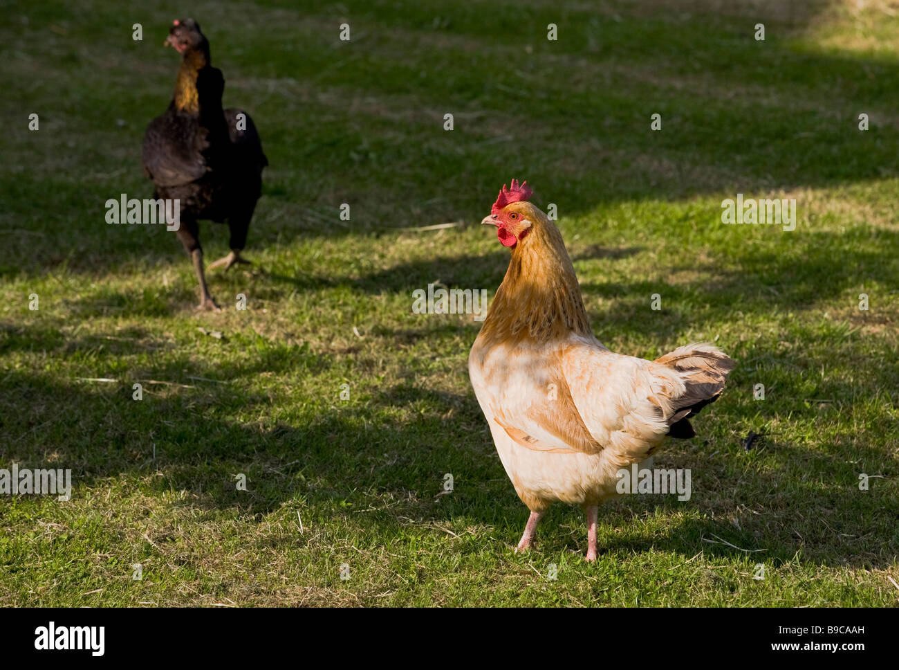 Polli domestici REGNO UNITO Foto Stock