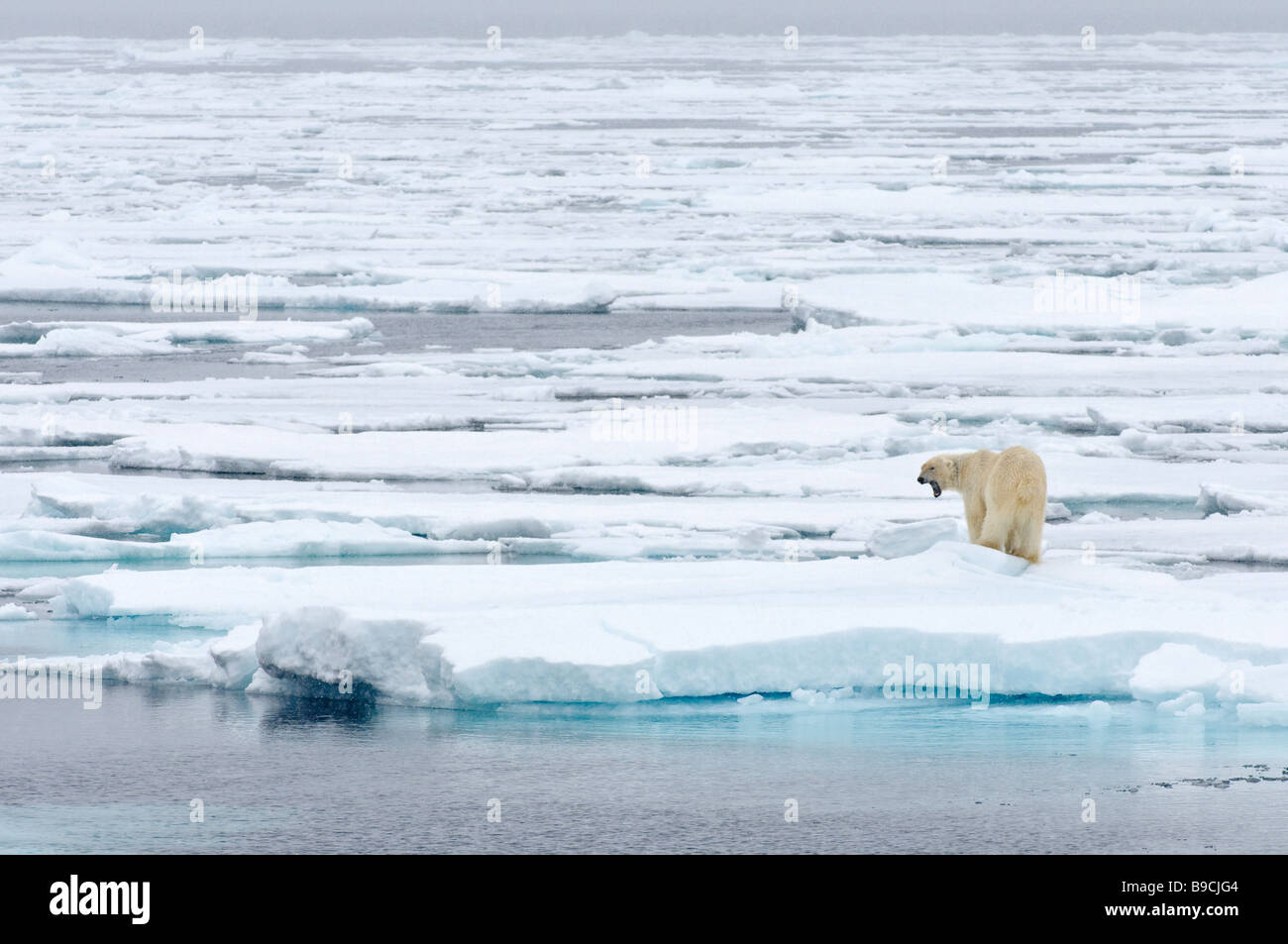 Orso polare Ursus maritimus sul pack artico ice Spitsbergen, Svalbard. Foto Stock