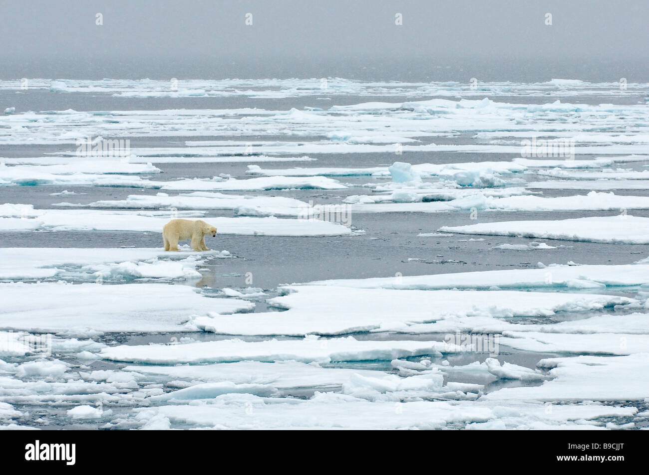 Orso polare Ursus maritimus sul pack artico ice Spitsbergen, Svalbard. Foto Stock