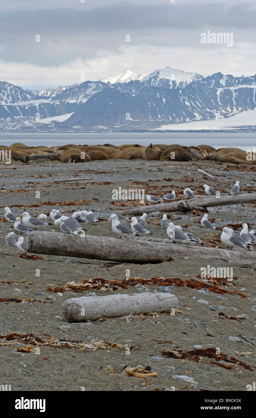 Kittiwakes Rissa tridactyla e trichechi Odobenus rosmarus appoggiata a Poolepynten, Prins Karls Forlí e, Spitsbergen. Foto Stock