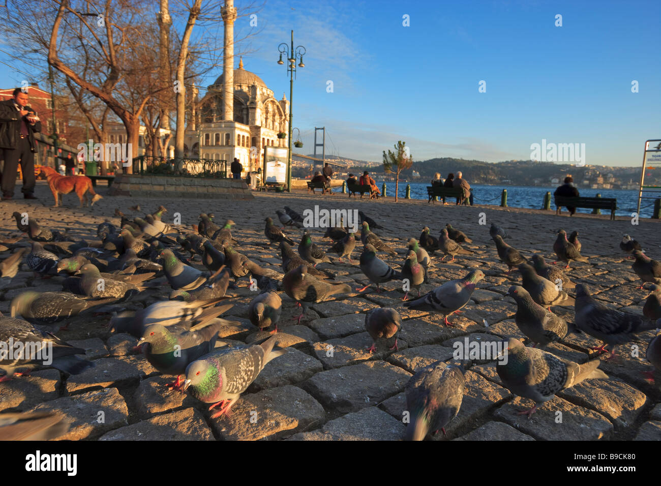 Piccioni e Buyuk Mecidiye Camii in Ortakoy Bosphorus Istanbul Turchia Foto Stock