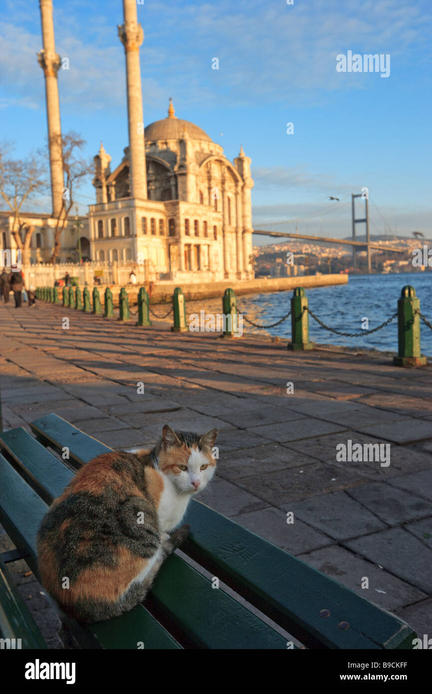 Gatto su un banco e Buyuk Mecidiye Moschea Ortakoy Bosphorus Istanbul Turchia Foto Stock