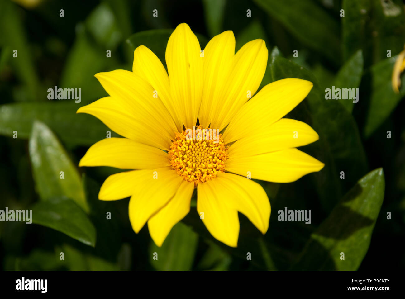 Fiore giallo Foto Stock