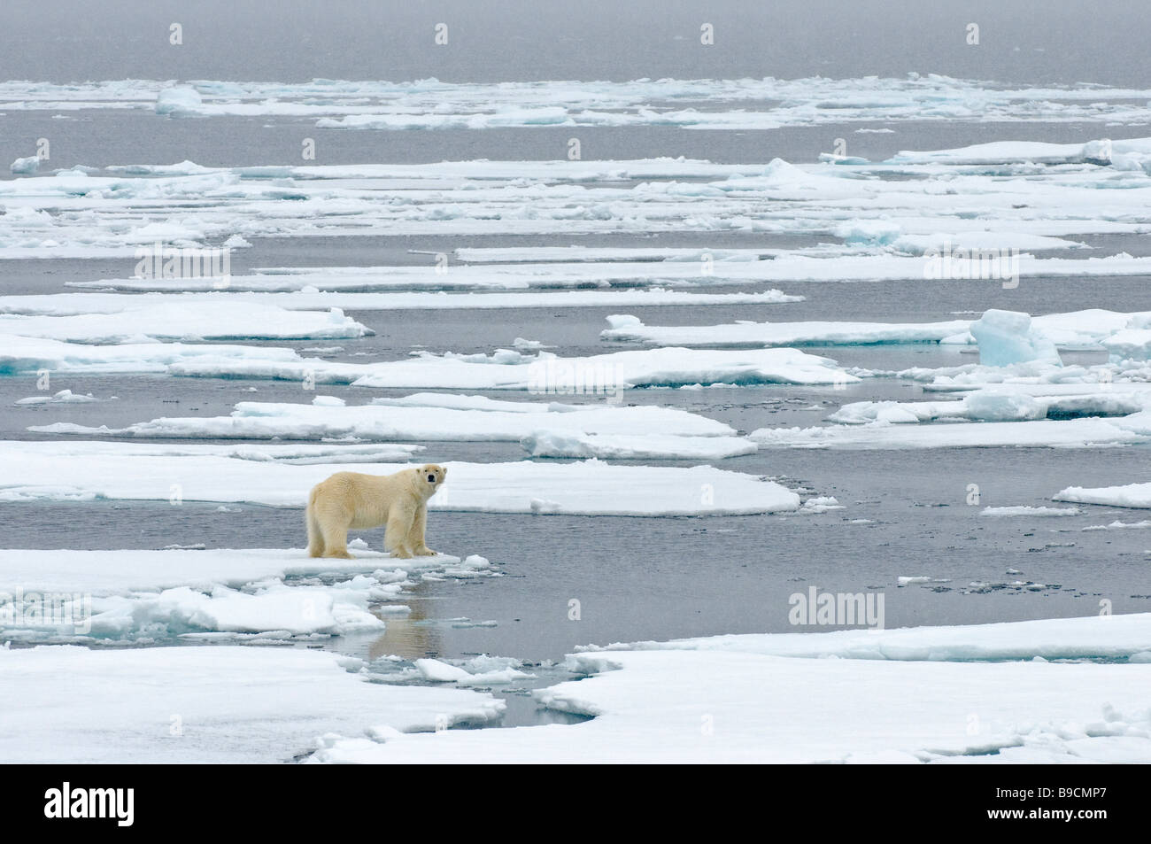 Orso polare Ursus maritimus sul pack artico ice Spitsbergen, Svalbard. Foto Stock