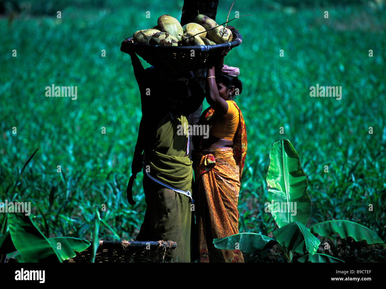 Le donne indiane con cesto pieno di coco i dadi sulla parte superiore dei loro capi, Foto Stock