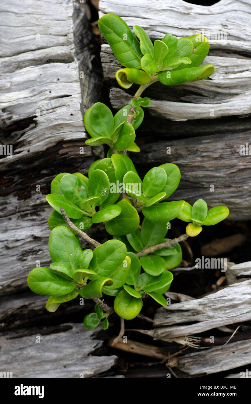 Driftwood e foglie Foto Stock