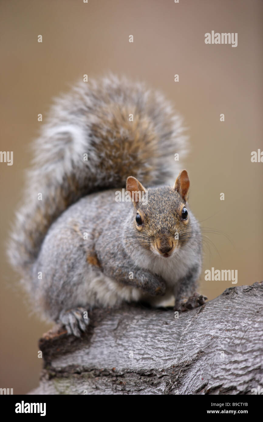 Orientale scoiattolo grigio Sciurus carolinensis sul log Foto Stock