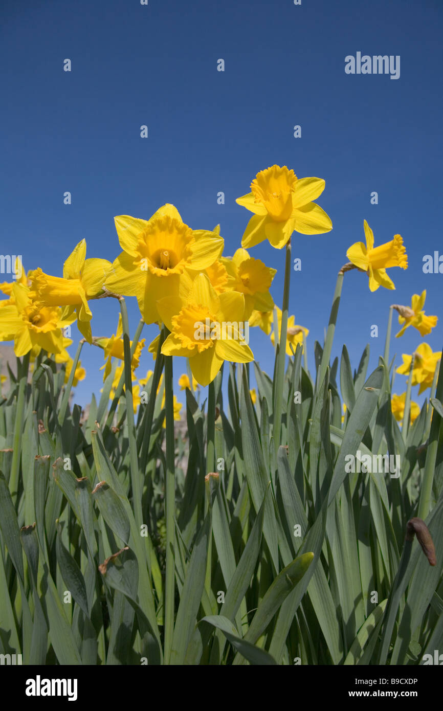 Daffodil fiori Foto Stock