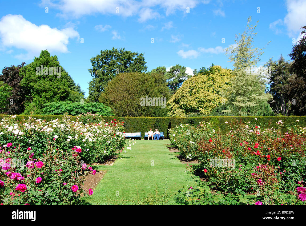 Central Rose Garden, Giardini Botanici, Christchurch, Canterbury, Isola del Sud, Nuova Zelanda Foto Stock