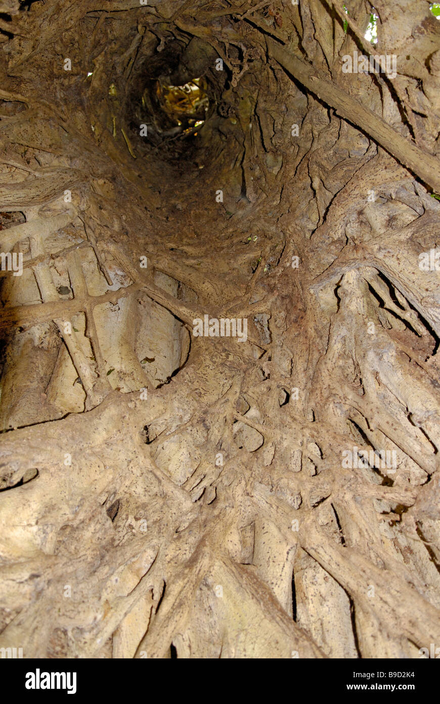 L'interno di un gigante strangler fig, Ficus aurea. Foto Stock