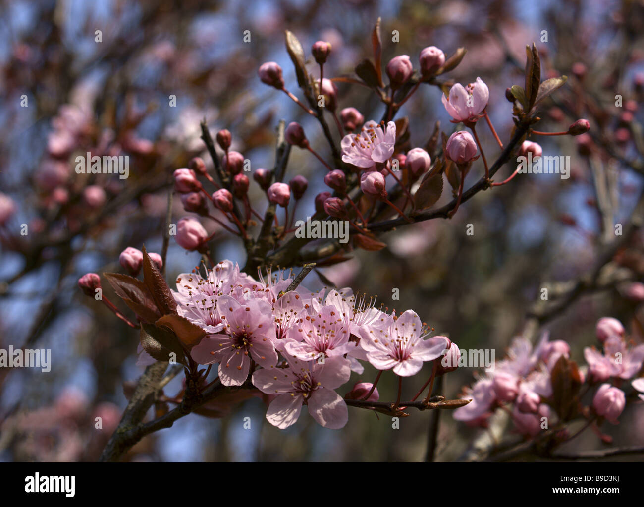 Blossom Pink, Prunus cerasifera pissardii nigra "Thunderbolt'. Foto Stock